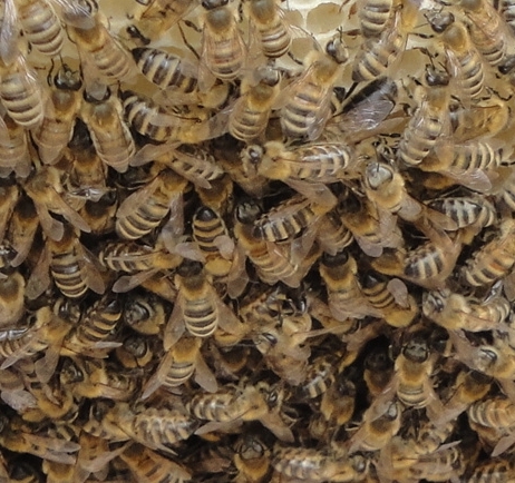 Bienen auf wabe Ausschnitt