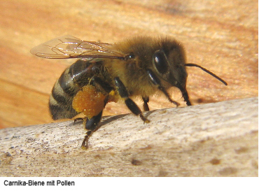 Carnika-Biene mit Pollen
